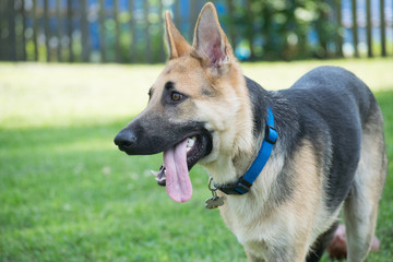 panting german shepherd puppy