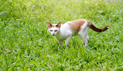 Naklejka na ściany i meble Cute siamese cat walking in green grass in the backyard