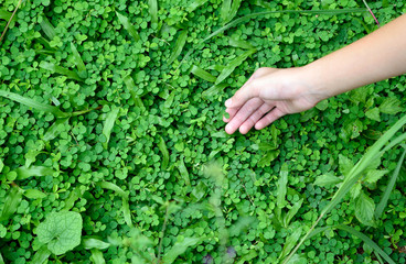 Naklejka na ściany i meble Asian girl hand holding clover leaf in garden, back to nature, love earth, copy space.