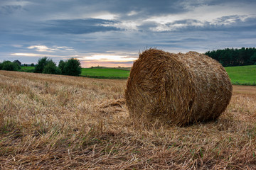Rolled straw on a field after harvesting corn
