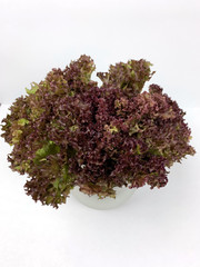 fresh green salad in a bowl on white background