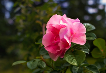 The Rose. Flower. Bud close up. Soft focus. Nature.