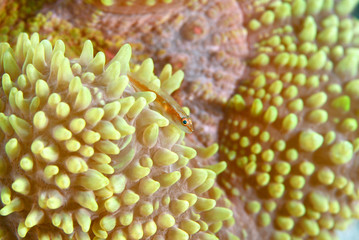 goby on mushroom coral, Similan island, North Andaman, Thailand
