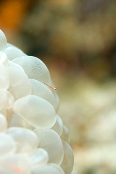 Close up of Goby on bubble coral, underwater photography from Sipadan island, Malaysia. copy space