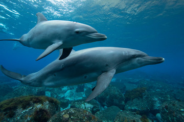 dolphins underwater photography