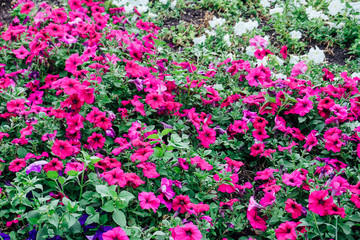 Fototapeta premium field of flowers of different shades of purple, white