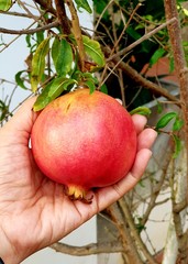 hand hold red pomegranate on a tree