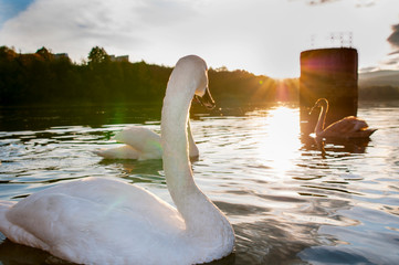 white swans on an autumn lake on a sunny day