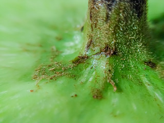 Macro photography of Lagenaria vulgaris vegetable joint with stem.