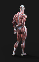 3D render of male figures pose with skin and muscle map on dark background with clipping path, Concept of between gods pose.