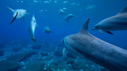 dolphins in the sea