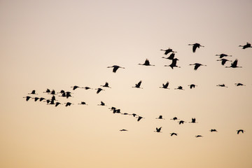 cranes flying over sky at sunrise