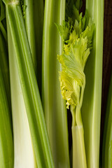 Celery. Leaves and stem of fresh organic green celery close up. Healthy eating, vegetarian food, diet, dieting concept.