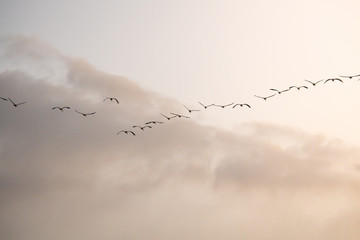 cranes flying over sky at sunrise