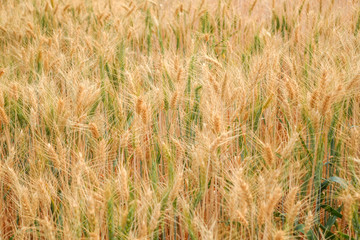 Wheat crop in field on sunny day