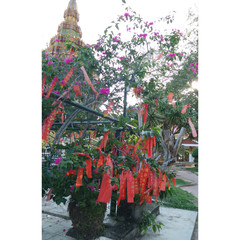 Wat Chang Hai wishing tree