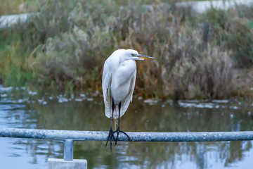 great white heron perched above a pond on a pole