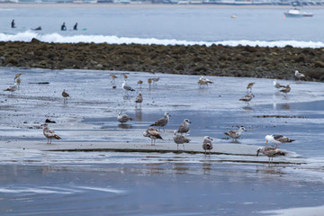 early morning low tide tidal pools and birds