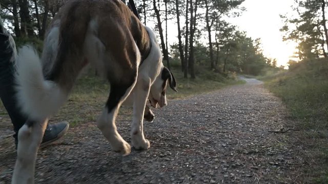 Saint bernard walks in woods