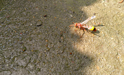 grasshopper on stone, yellow wasp sitting in the ground