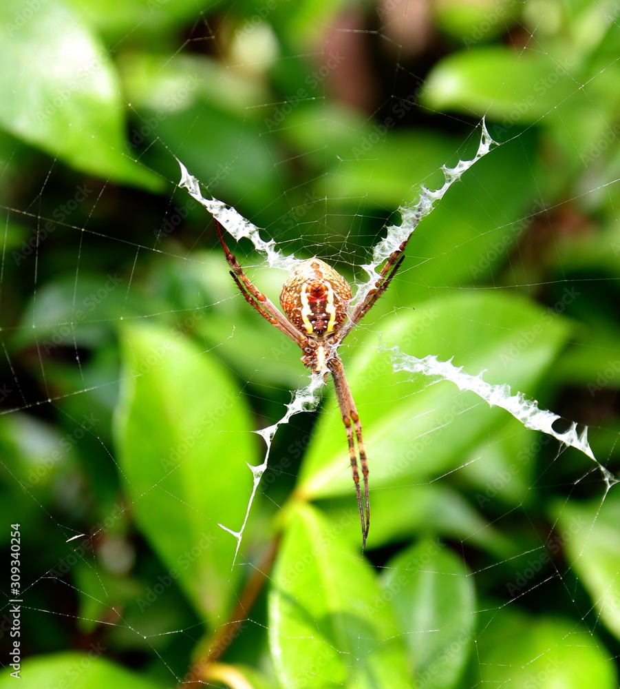 Wall mural macro of a spider in a sydney backyard on its web