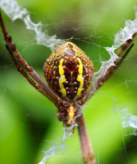 Macro of a Spider in a Sydney Backyard on its web