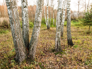 Birch trees in the field