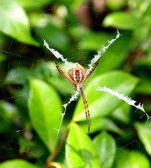 Macro of a Spider in a Sydney Backyard on its web