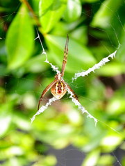 Macro of a Spider in a Sydney Backyard on its web