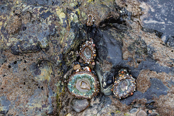 three sea anemones on intertidal rocks with mollusks and seaweed