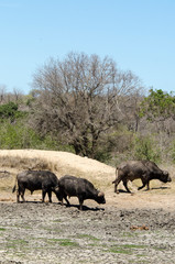 Buffle d'Afrique, Syncerus caffer, Parc national Kruger, Afrique du Sud