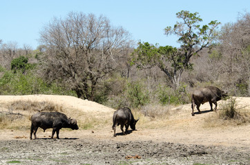 Buffle d'Afrique, Syncerus caffer, Parc national Kruger, Afrique du Sud