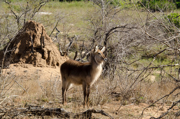 Cobe à croissant , Waterbuck,  Kobus ellipsiprymnus, Parc national du Pilanesberg, Afrique du Sud