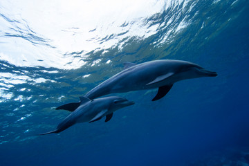 Fototapeta premium dolphins in the sea