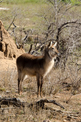 Cobe à croissant , Waterbuck,  Kobus ellipsiprymnus, Parc national du Pilanesberg, Afrique du Sud
