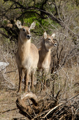 Cobe à croissant , Waterbuck,  Kobus ellipsiprymnus, Parc national du Pilanesberg, Afrique du Sud