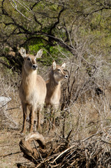 Cobe à croissant , Waterbuck,  Kobus ellipsiprymnus, Parc national du Pilanesberg, Afrique du Sud