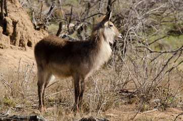 Cobe à croissant , Waterbuck,  Kobus ellipsiprymnus, Parc national du Pilanesberg, Afrique du Sud