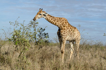 Girafe, Giraffa Camelopardalis, Parc national Kruger, Afrique du Sud