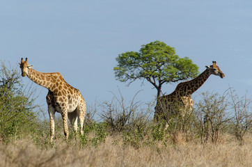 Girafe, Giraffa Camelopardalis, Parc national Kruger, Afrique du Sud