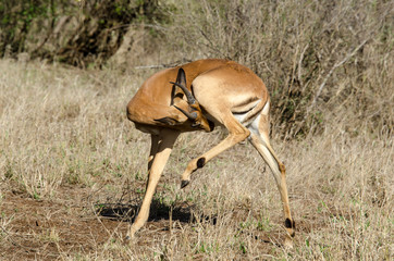 Impala, male, Aepyceros melampus