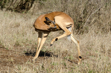 Impala, male, Aepyceros melampus