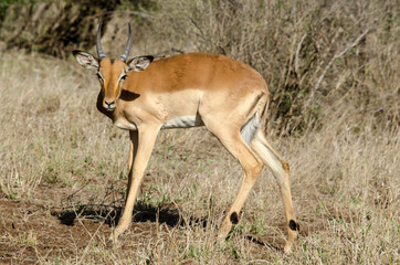 Impala, male, Aepyceros melampus
