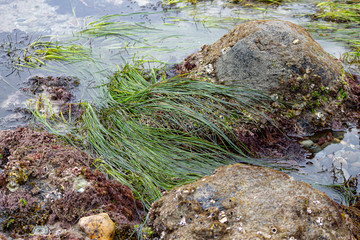 intertidal rocks in tidal pools with molusks, seagrass, and seaweed