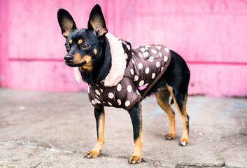 Dog of toy terrier breed posing against the background of a pink wall in a jacket
