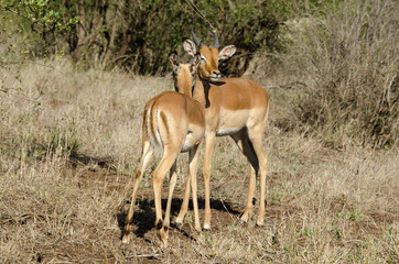 Impala, male, Aepyceros melampus