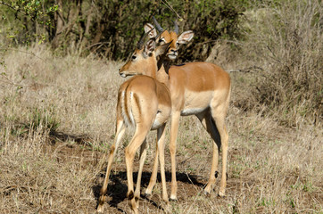 Impala, male, Aepyceros melampus