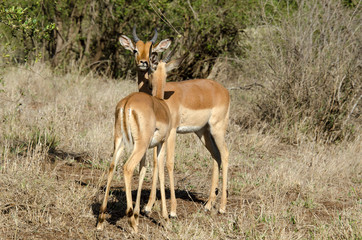Impala, male, Aepyceros melampus