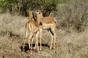 Impala, male, Aepyceros melampus
