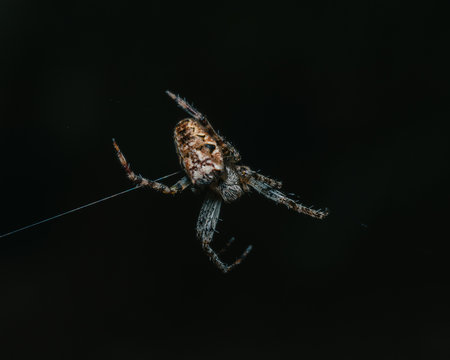 Close up of a spider